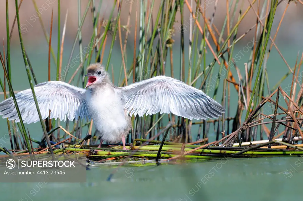 Young Whiskered Tern flying wings for first test to fly