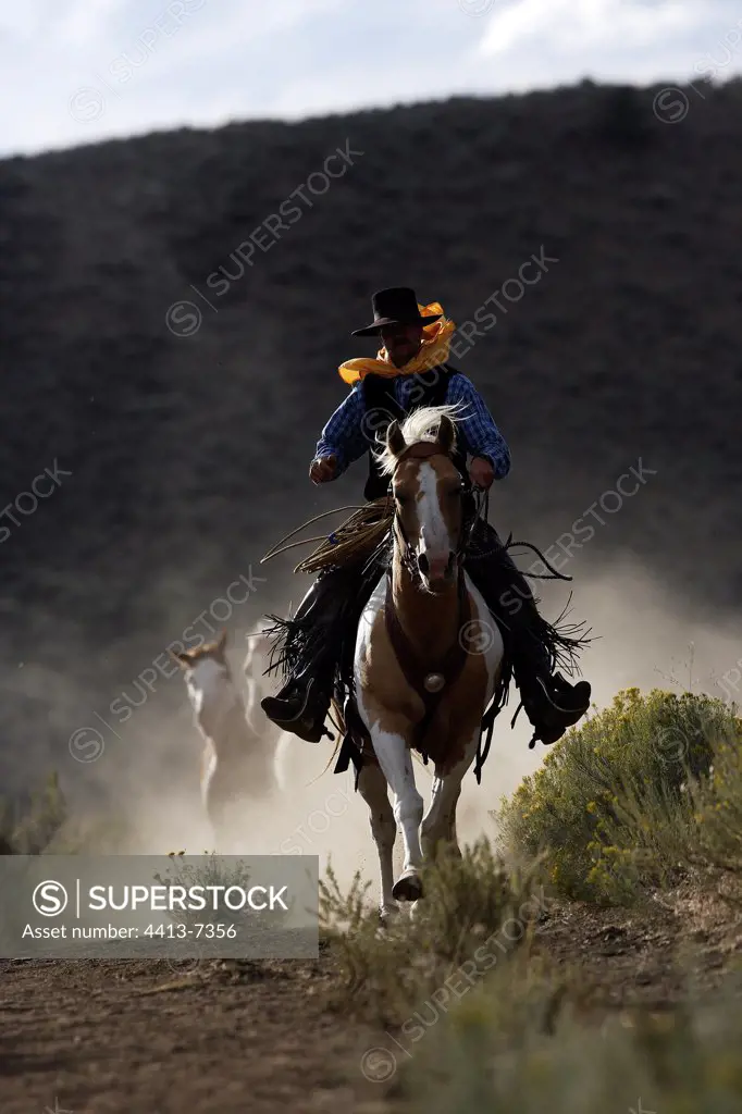Cow-boy with horse which gallops Oregon the USA