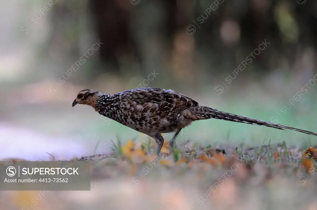 Female Reeves's Pheasant walking on a path Sologne