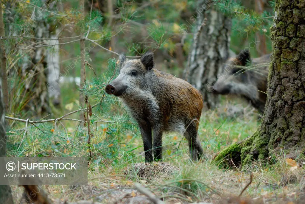 Wild Boar observing in an undergrowth Sologne France