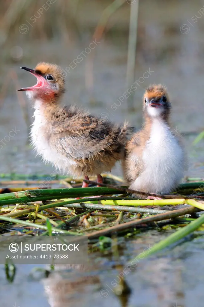 Chick of Whiskered Tern calling its parents Sologne