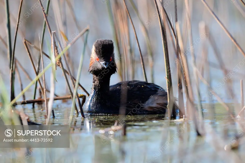Black-necked Grebe swimming in a Reed bed Sologne France