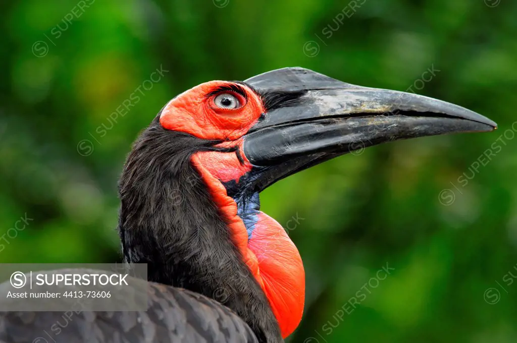 Head of a Southern Ground-Hornbill Malaysia