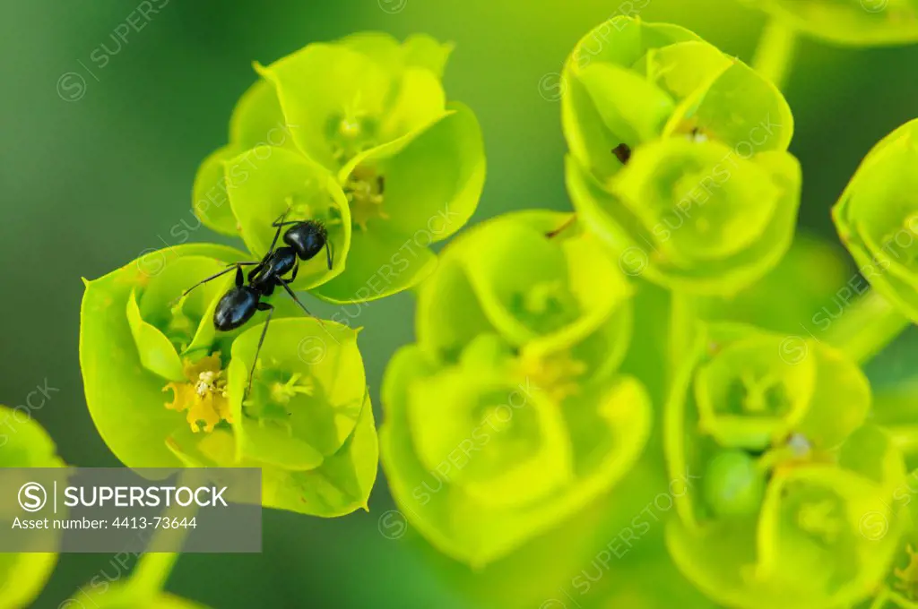 Spurge flowers and harvester ant Guilleries Spain