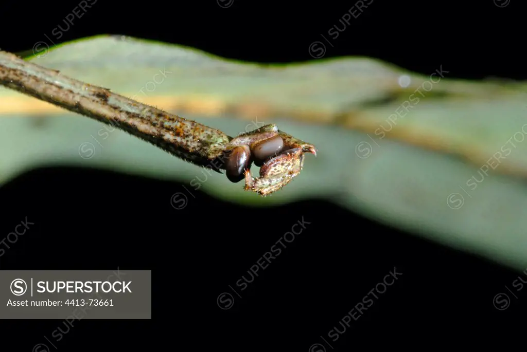 Paw of Leaf grasshopper at night French Guiana