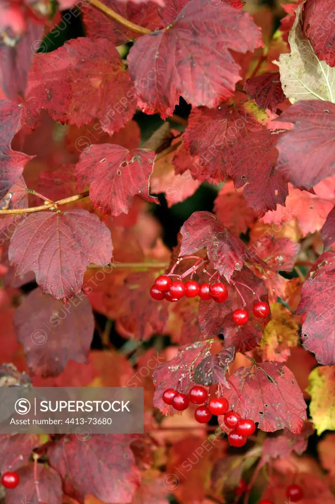Berries in a hedge of Vines in autumn France