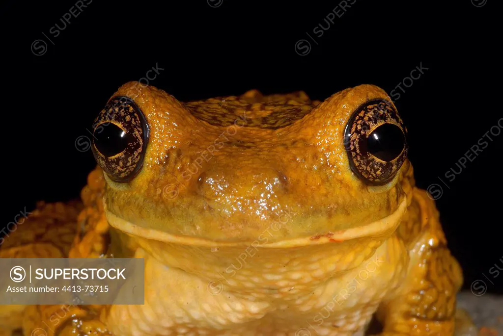 Portrait of Veined tree Frog French Guiana