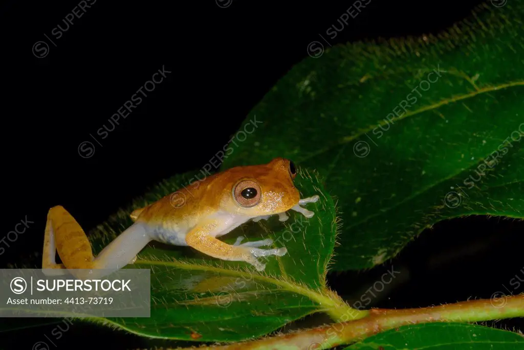 Lesser Treefrog on a leaf French Guiana