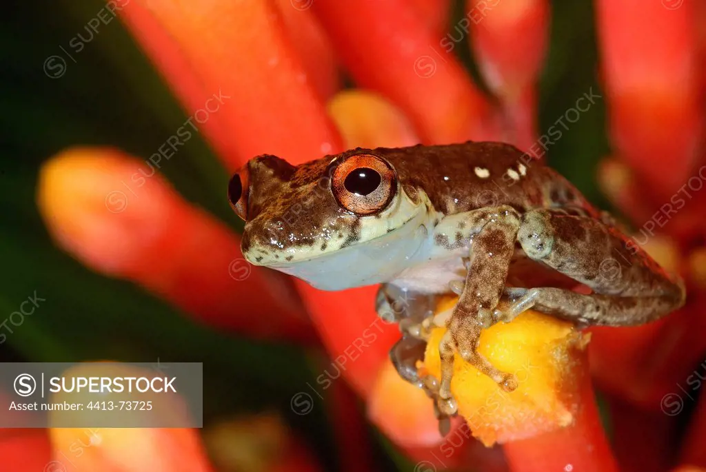 Snouted Treefrog on tropical flower French Guiana