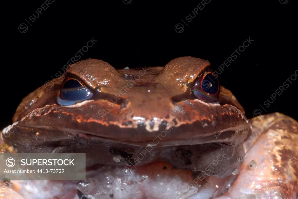 Portrait of Boulenger's rough toad-frog French Guiana