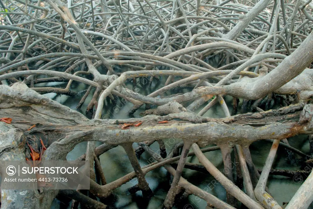 Tangled roots of mangrove Mangrove Martinique