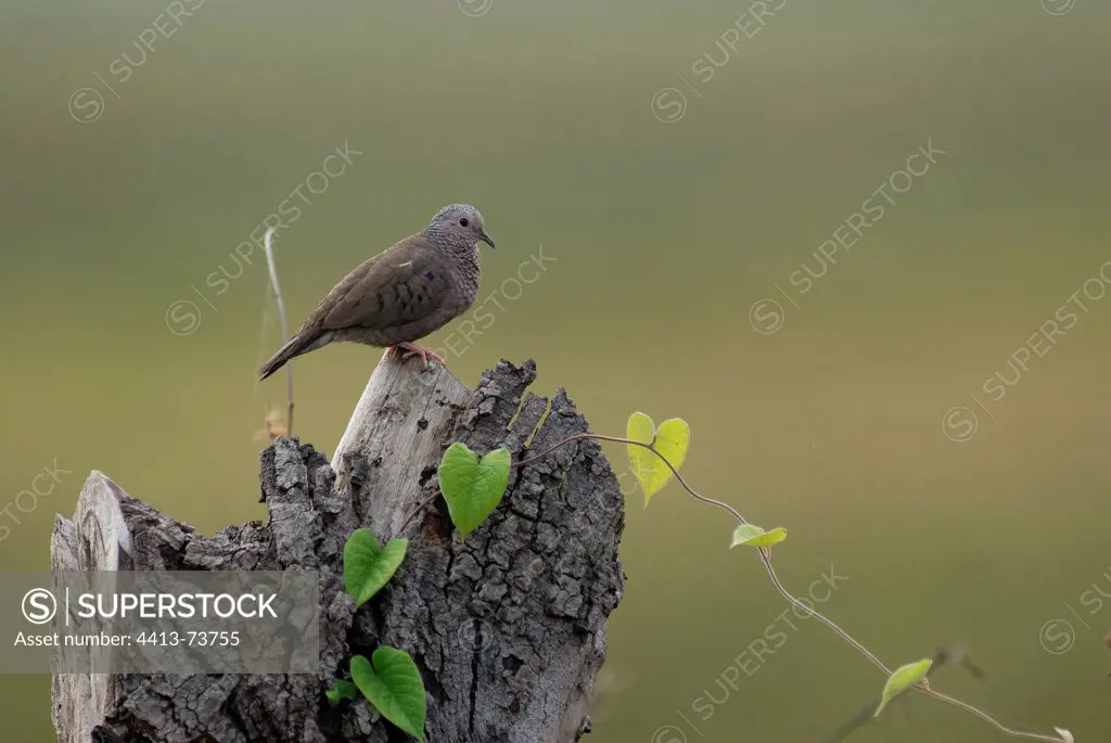 Common ground dove on stump French Guiana