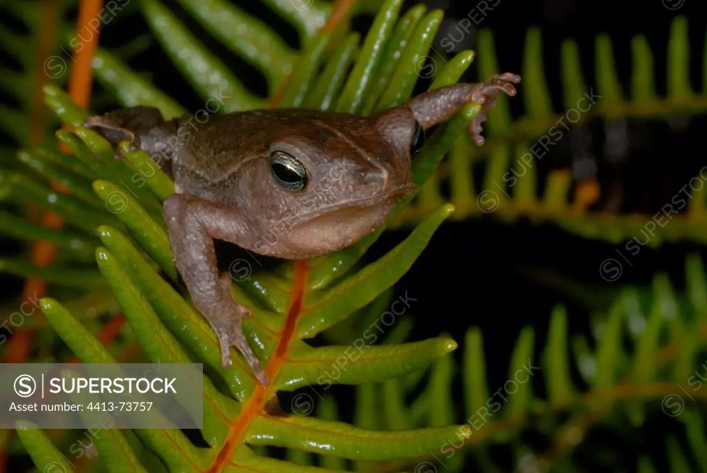 Leaf liter toad on fern French Guiana