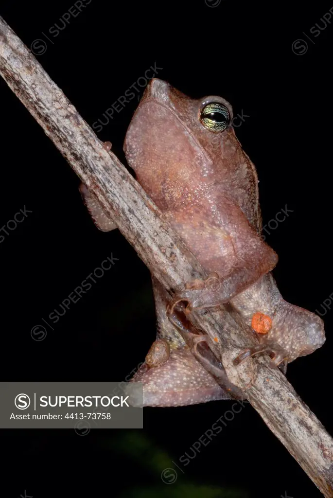 Leaf liter toad on branch French Guiana