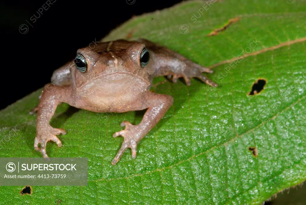 Leaf liter toad on leaf French Guiana