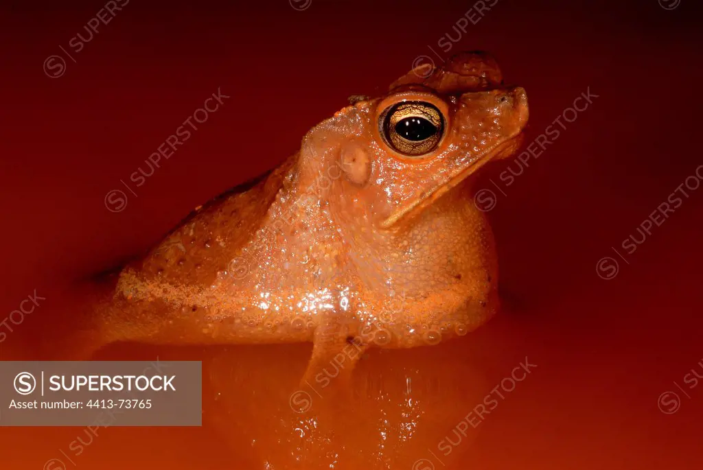 South american common toad male singing French Guiana