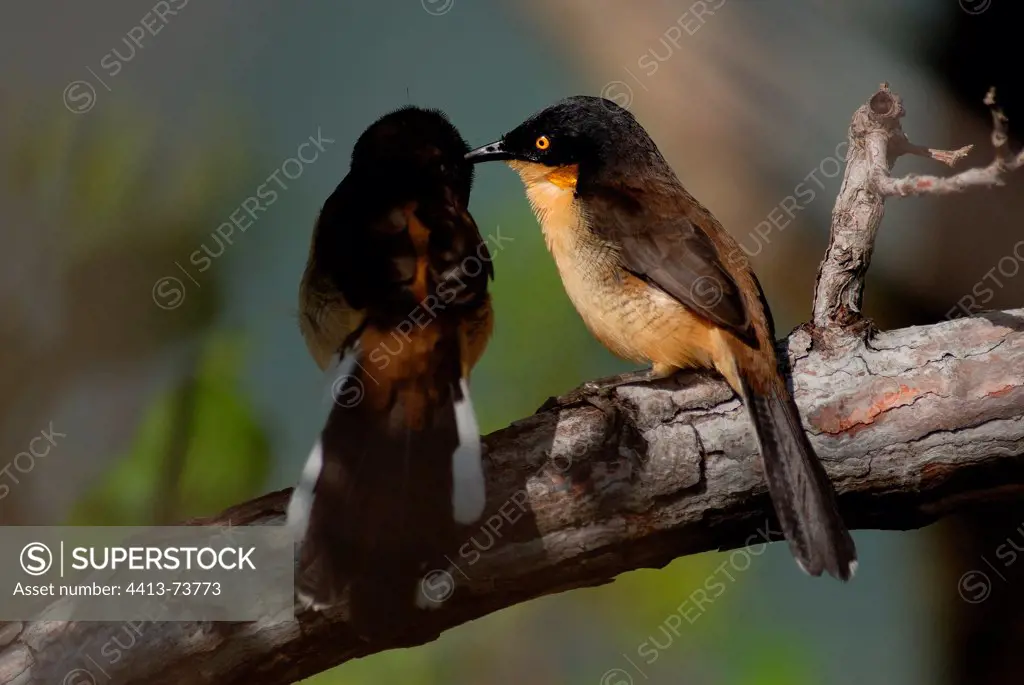 Black-Capped Donacobius couple display French Guiana