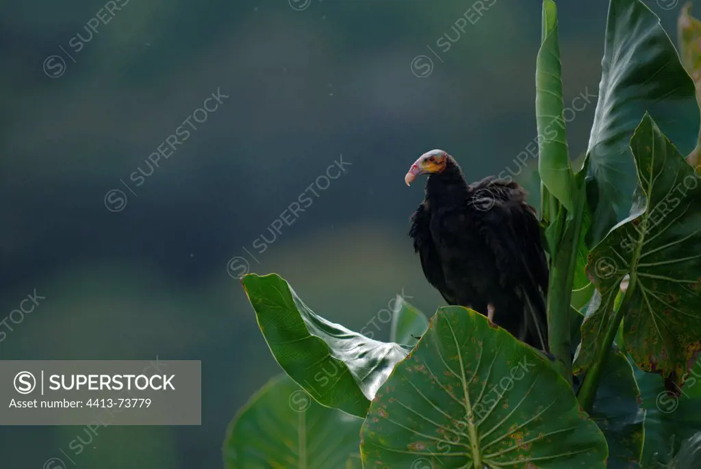 Lesser Yellow-Headed Vulture Kaw marsh French Guiana