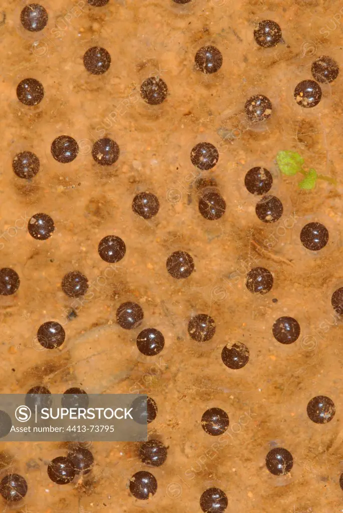 Gladiator tree frog eggs in pond French Guiana