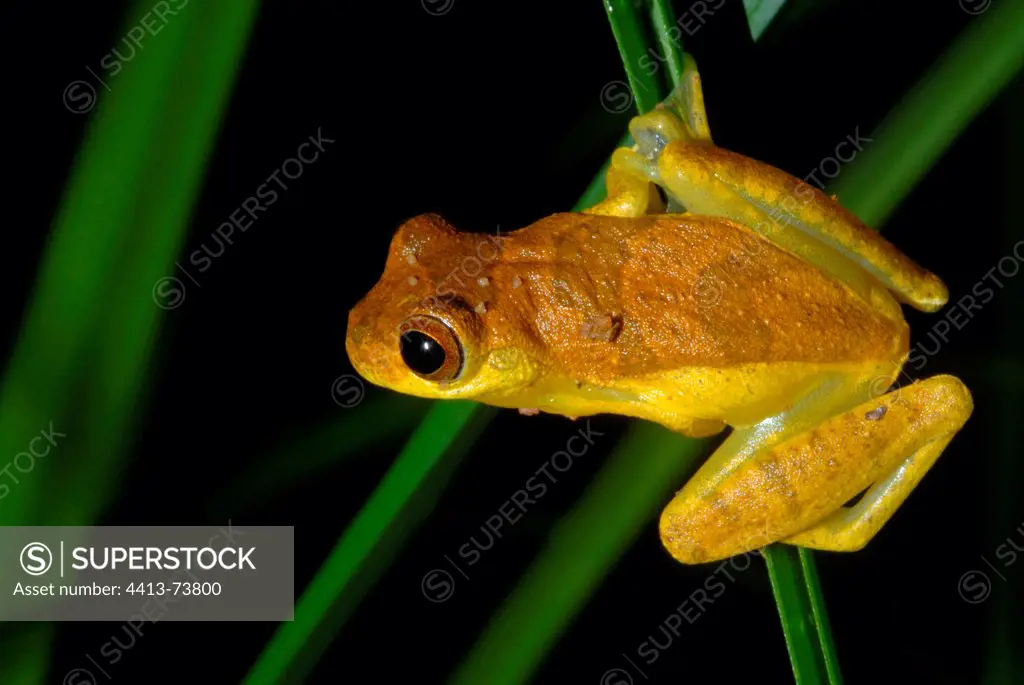 Lesser Treefrog male on a leaf French Guiana