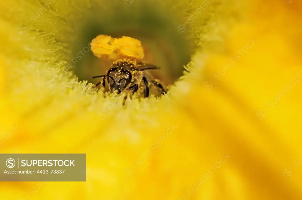 Bee coming out of a Squash flower in summer Correze France