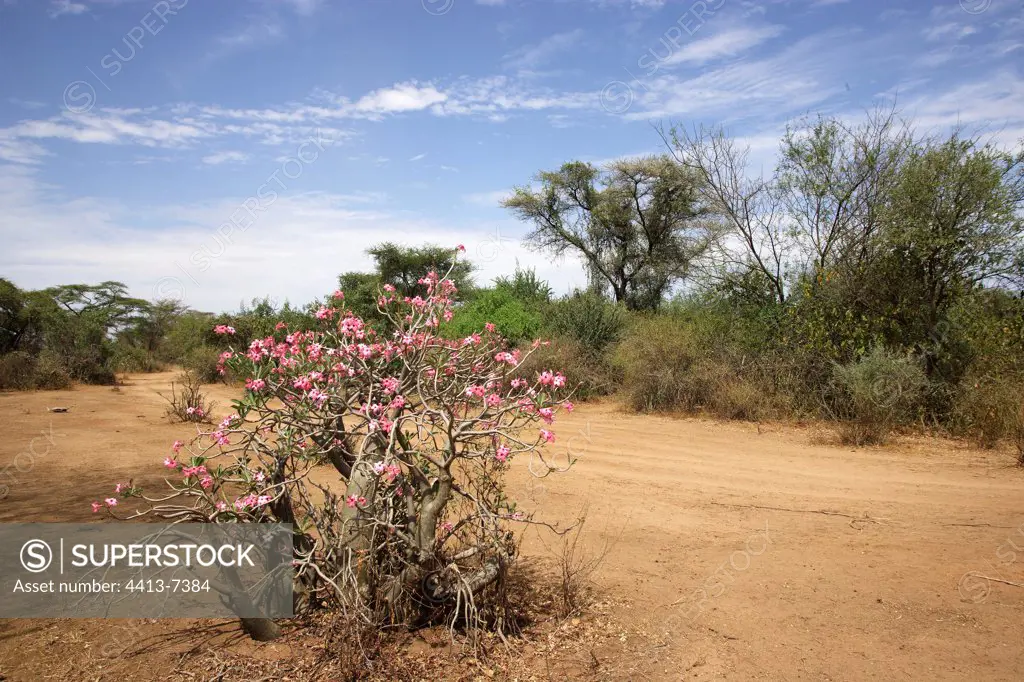 Flowers of the Desert Rose Ethiopia