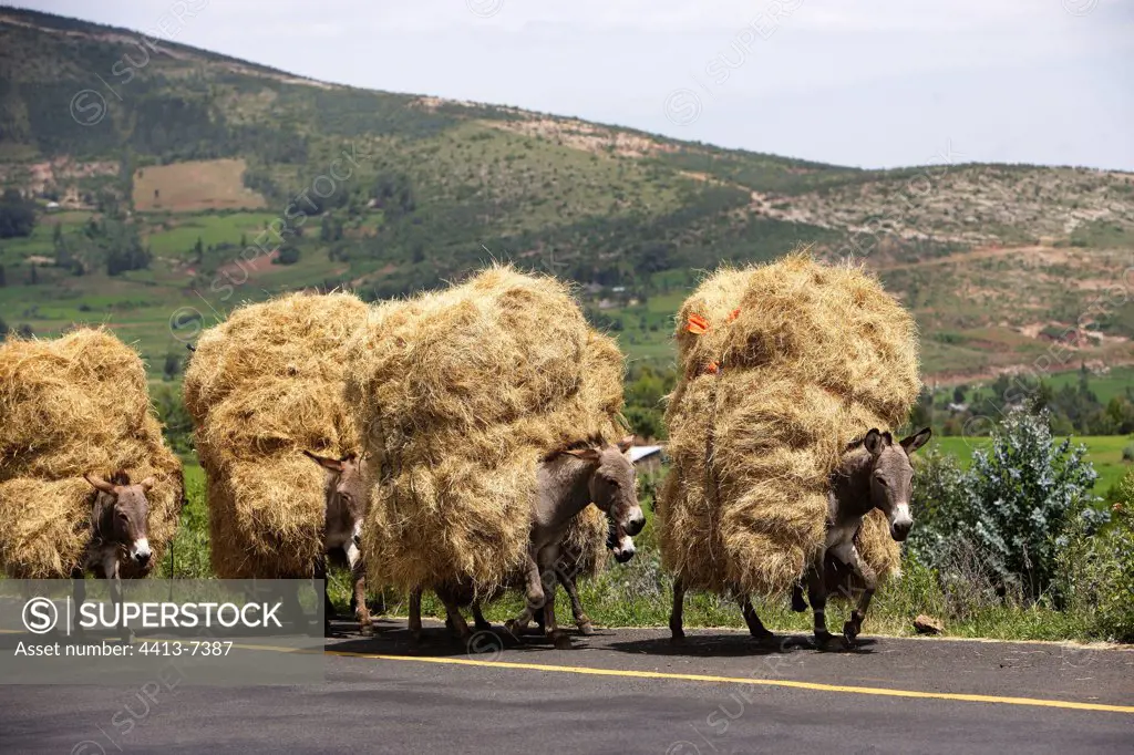 Asses transporting the straw going on the road Ethiopia
