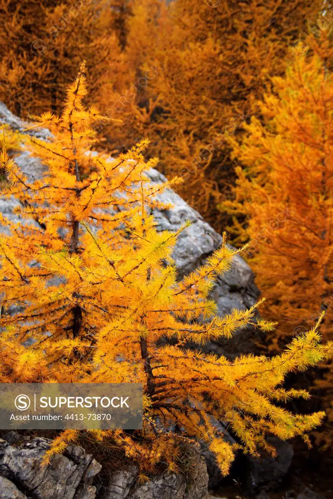 Larch trees in the valley of Ubaye autumn