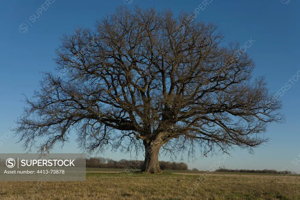 Isolated oak in winter