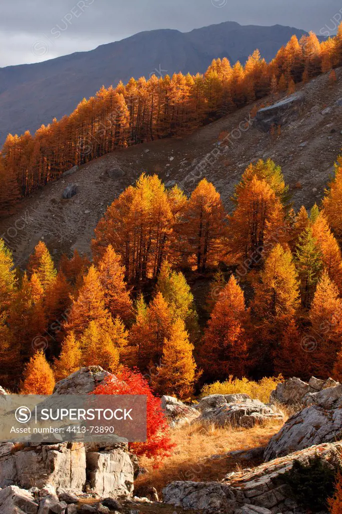 Common Whitebeam and larch forests in Europe in autumn