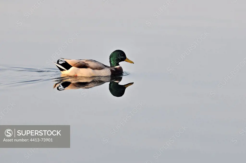 Male Mallard Duck on Neuchtel Lake Switzerland