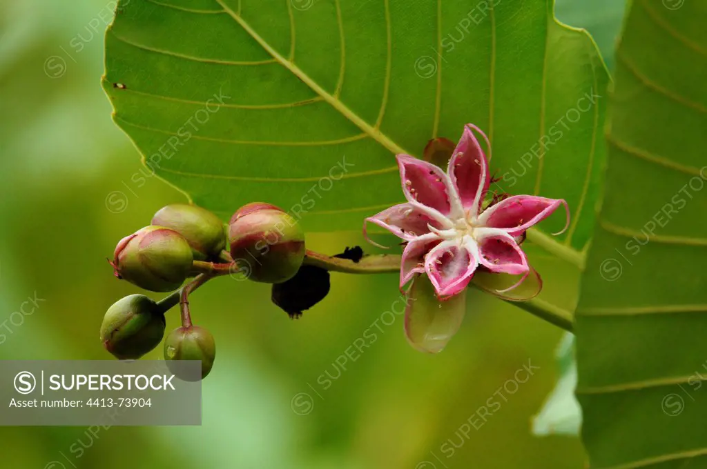 Fruit and inflorescence with flower buttons Sabah Malaysia
