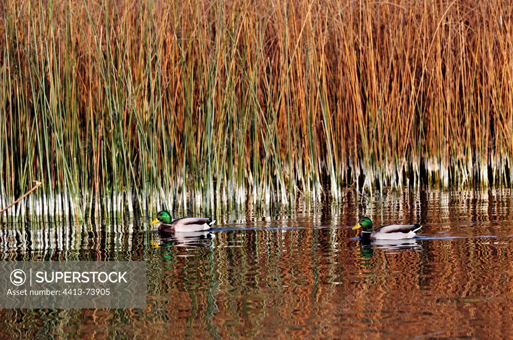 Mallard Ducks near a reed bed Neuchtel Lake Switzerland
