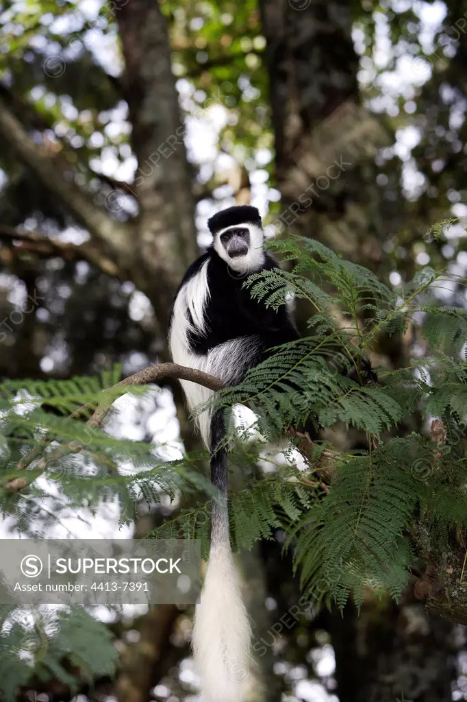 Black and white Colobus Monkey climbing in the tree Ethiopia