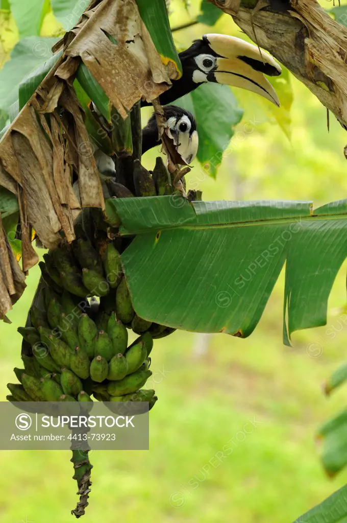 Oriental Pied Hornbills eating on a cluster of bananas Sabah