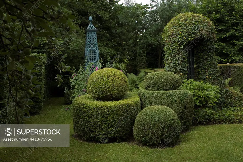 Common boxes topiaries and hornbeam arch in a garden