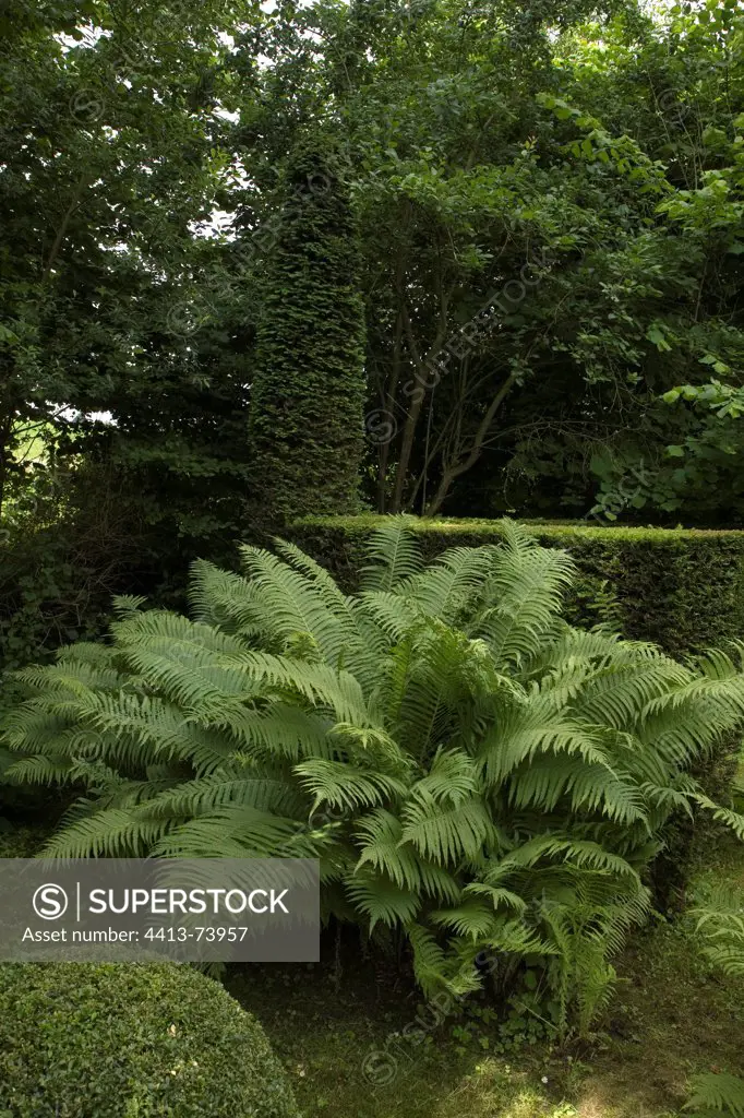 Small Ostrich fern and common boxes topiaries in a garden