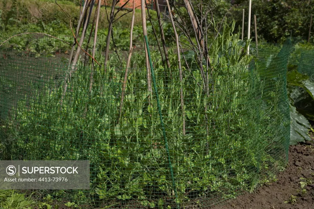 Sweetpeas on stake in a kitchen garden