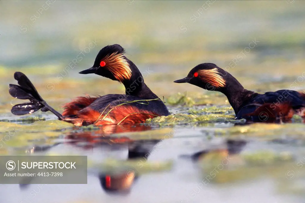 Couple of black necked Grebes at rest on a pond France