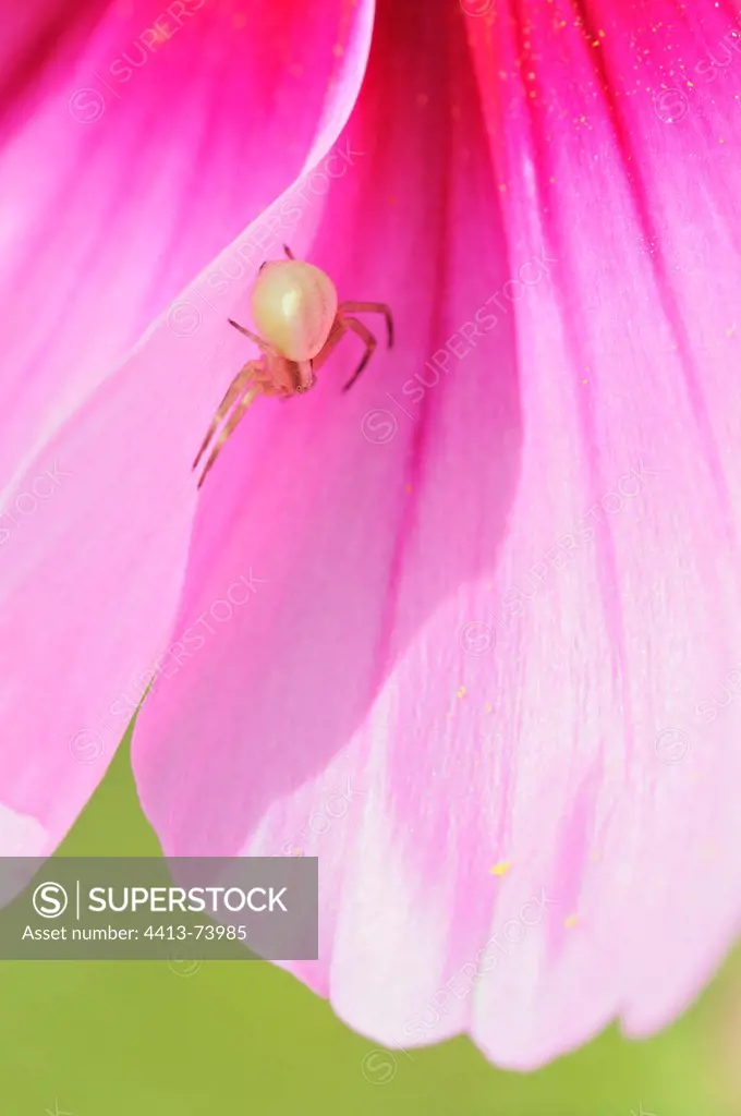 Crab spider on Cosmos flower in a garden Correze France