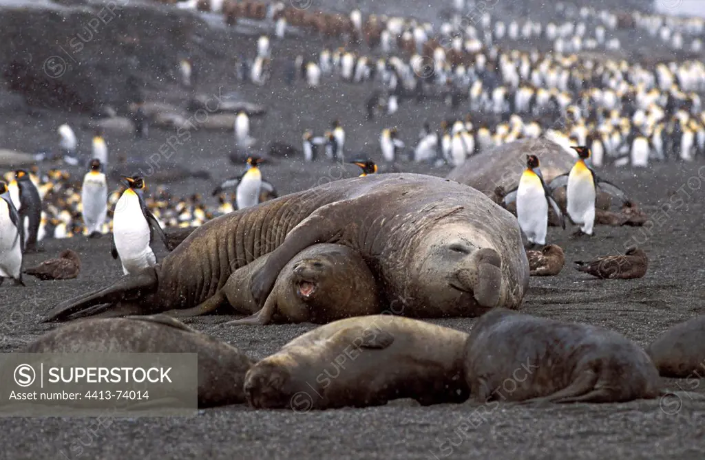 Mating of Southern Elephant Seals Bay of St Andrew