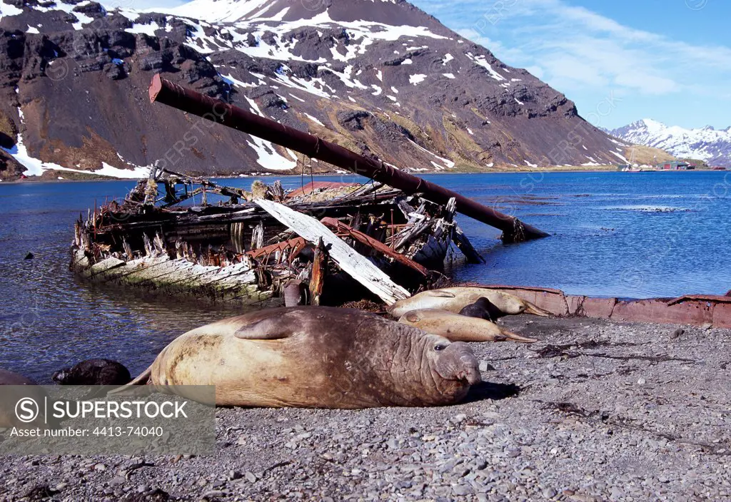 Southern Elephant Seals laying in front of a wreck Georgia