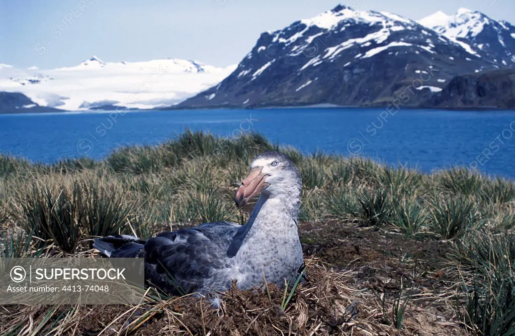 Southern Giant Petrel incubating on the coast Prion Island