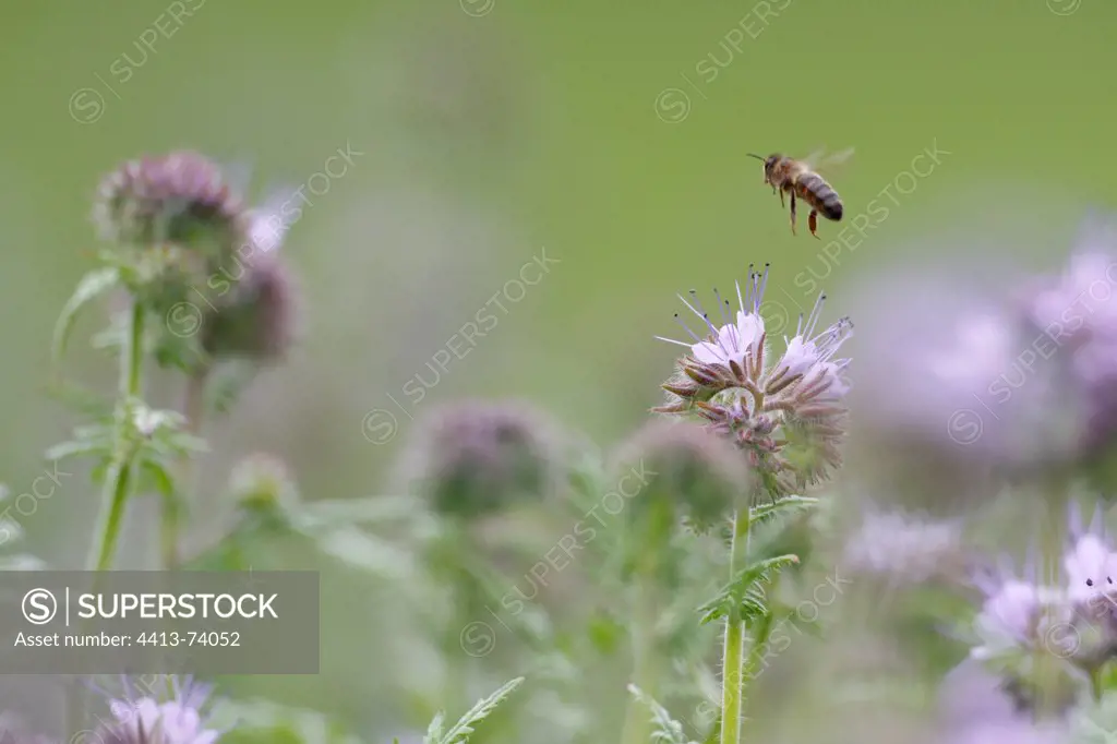 Bee flying over a field of Notchleaf Alsace