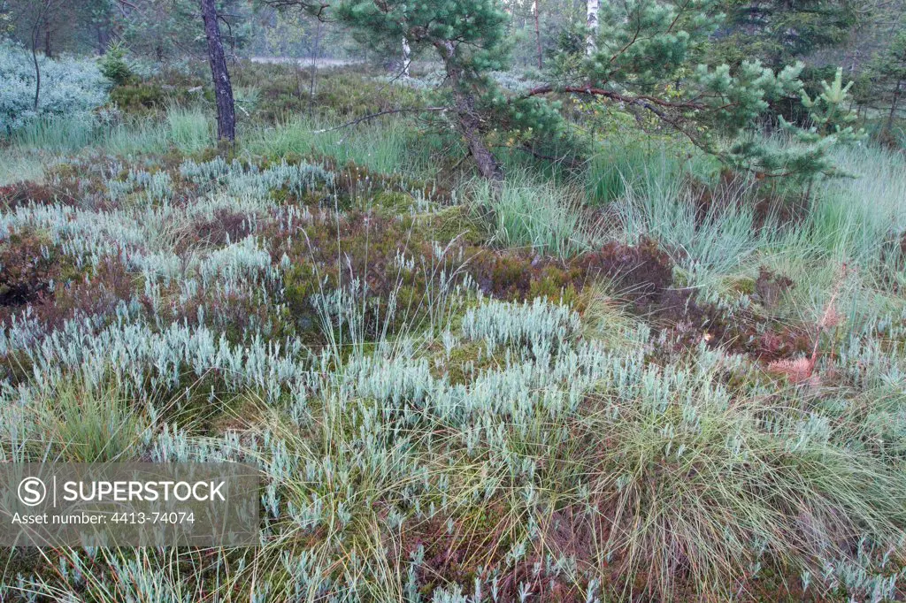 Characteristic vegetation along a peatland Vosges