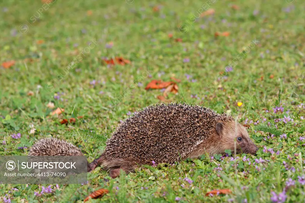 Female Western European Hedgehog and its small Alsace
