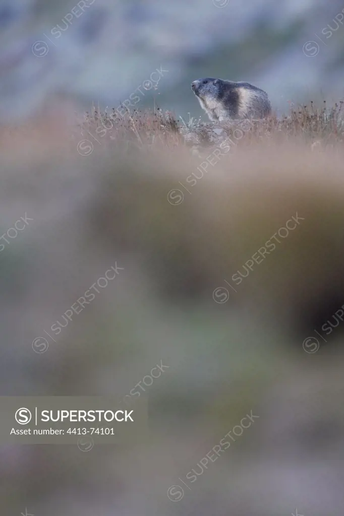 Alpine Marmot watching Gran Paradiso National Park