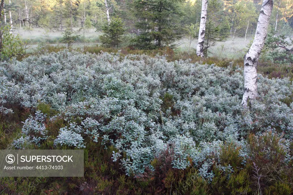 Whortleberries in bloom and birches at the edge of a peatbog