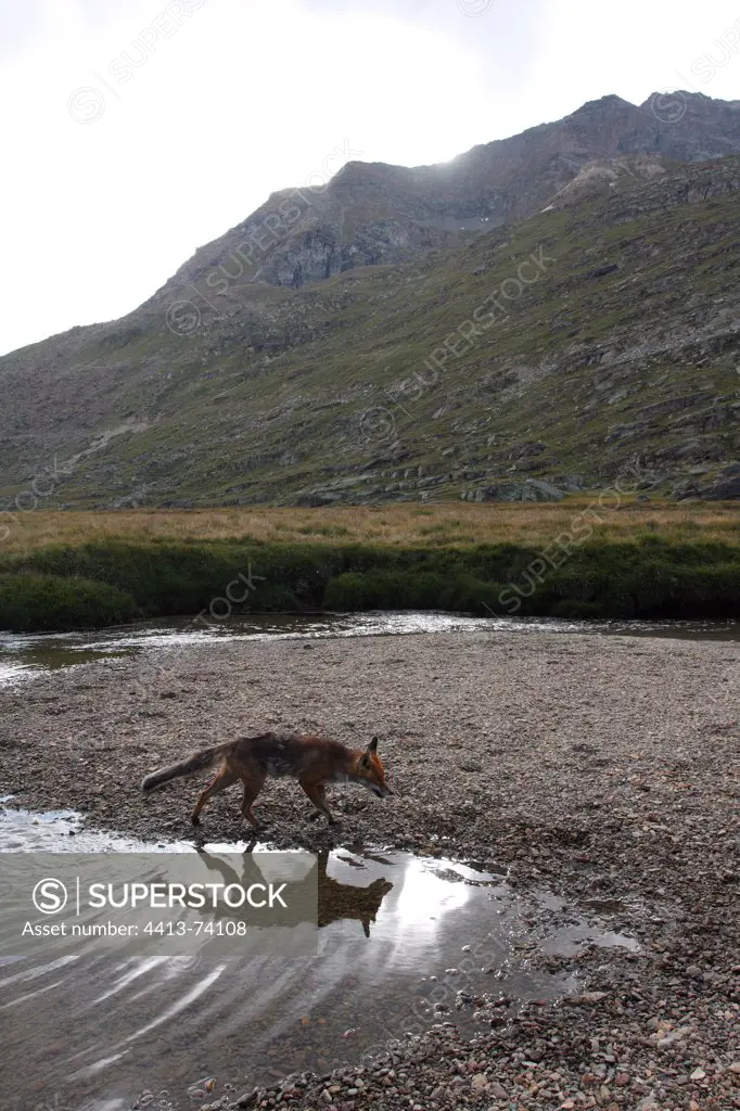 Red Fox drinking in a river Gran Paradiso National Park
