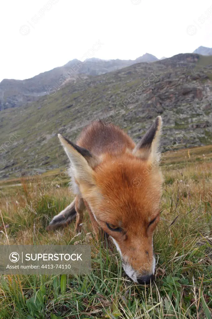 Red Fox scenting the ground Gran Paradiso National Park